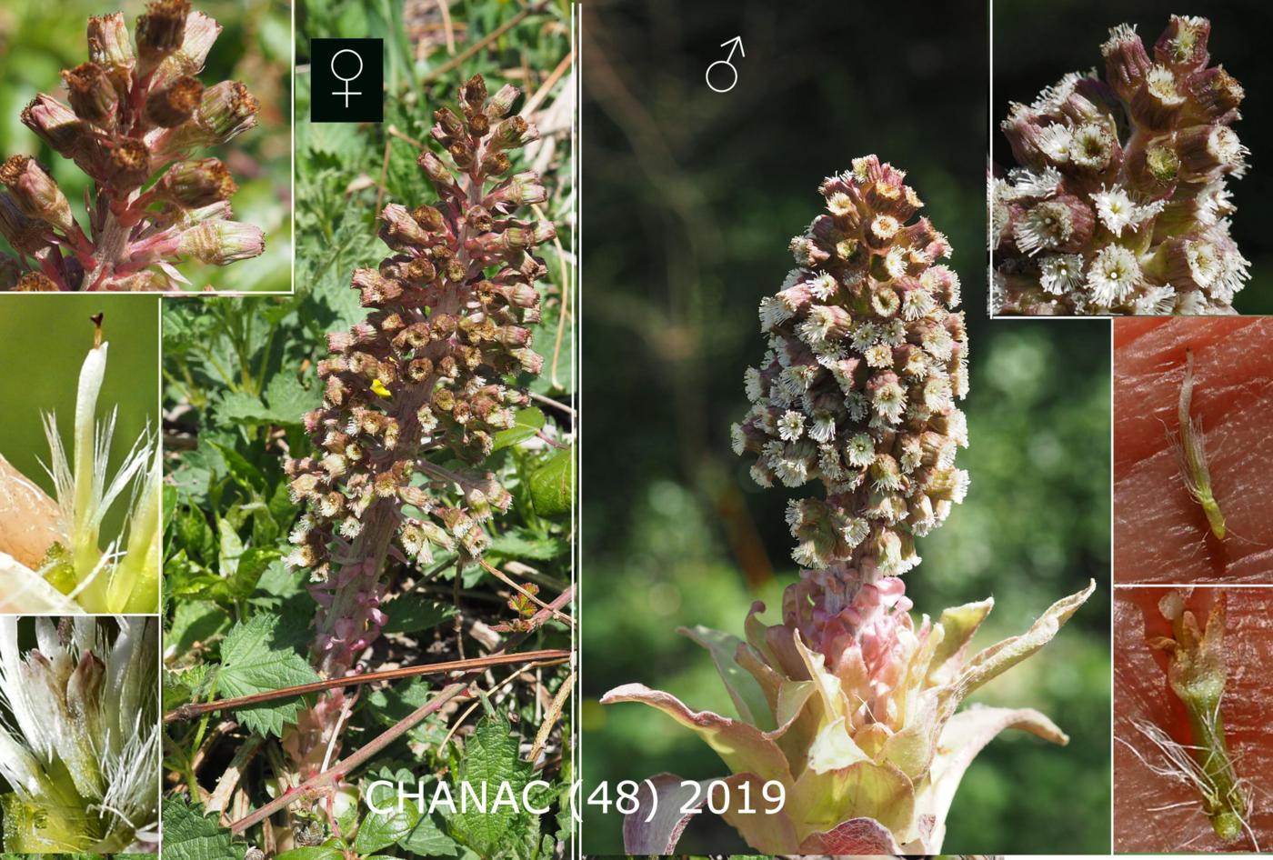 Butterbur flower